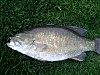 pict0083.jpg