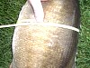 pict0086.jpg